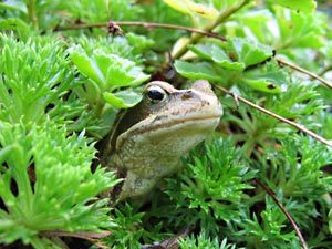 Korschenbroich - Frosch