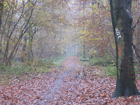 Korschenbroich - Nebelwald