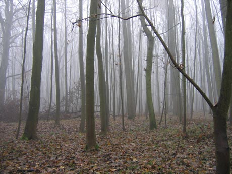 orschenbroich - Nebelwald